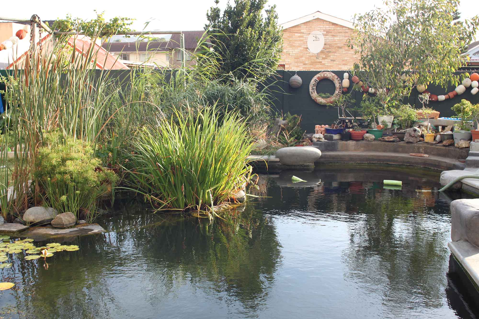 pond1